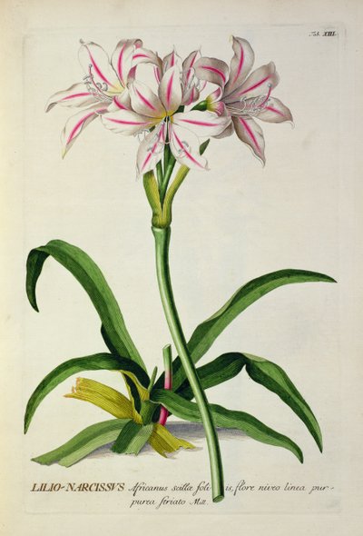 Lilio-Narcissus, Africanus, aus 